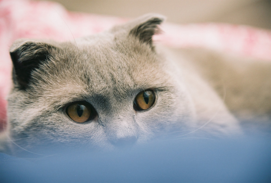 Über Träume hoch .. Über Whiskas. O.