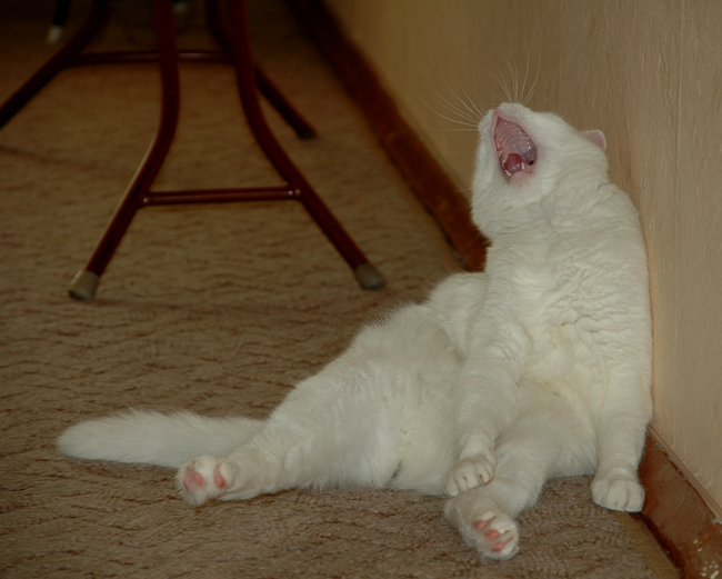 napilasya ich betrunken bin ....