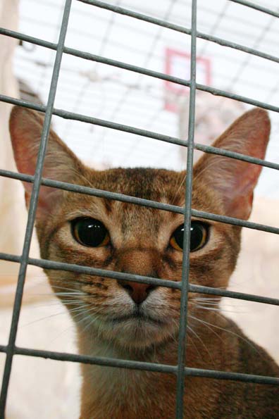 blaues Blut für kratami