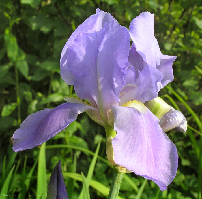 Iris