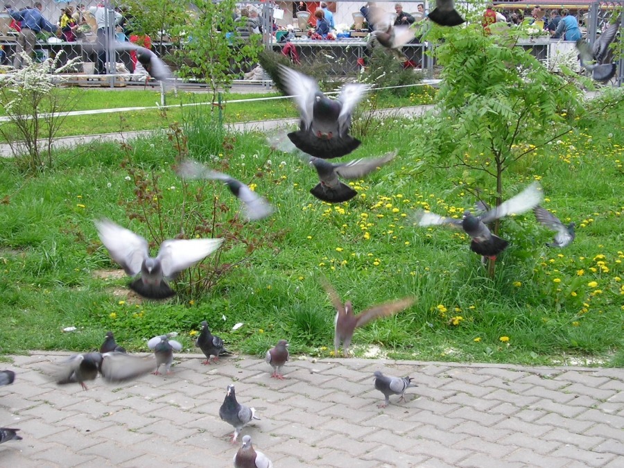 Tauben Tauben