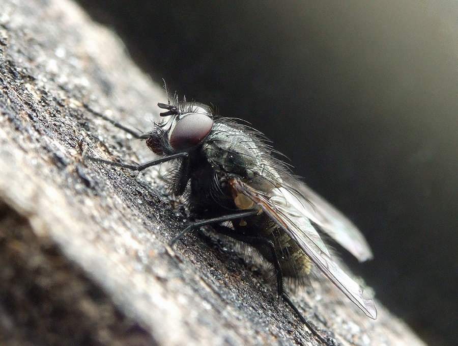 Fliege (Brachycera) 2