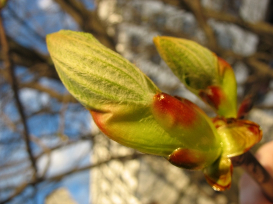 Frühling liegt in der Makro