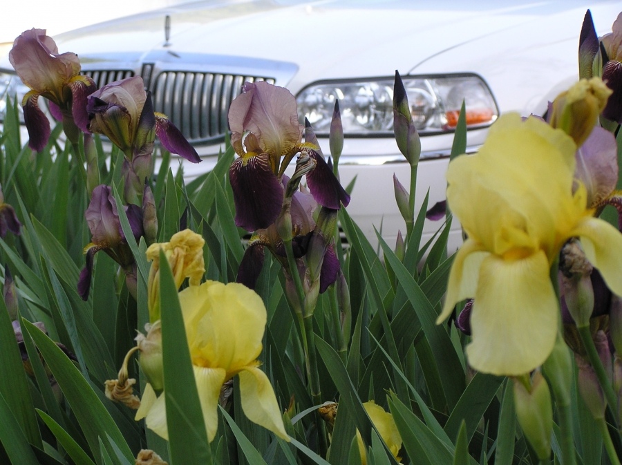 Lincoln und Casaccia