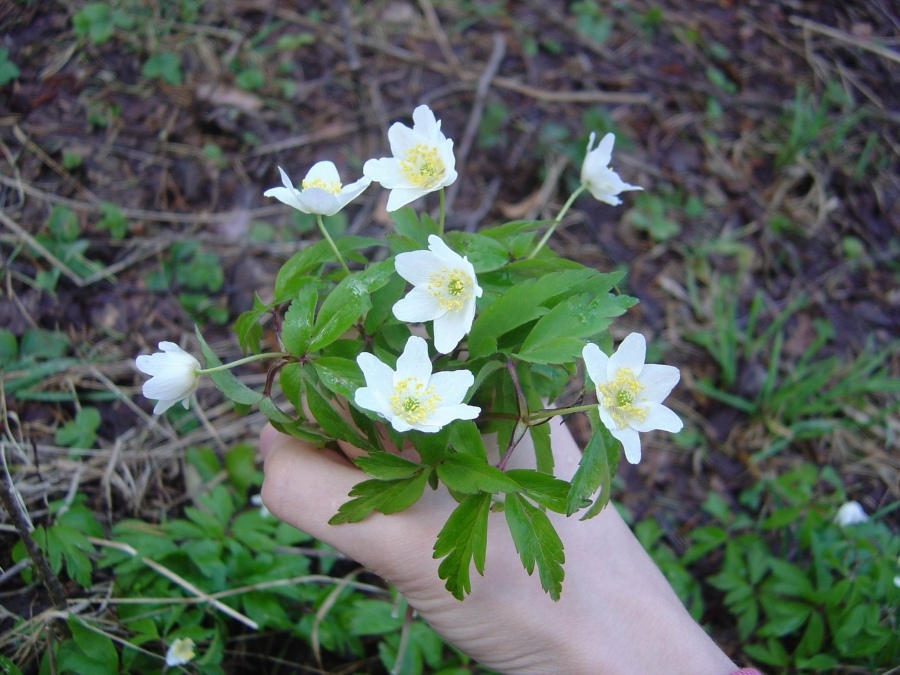Weiße Schneeglöckchen