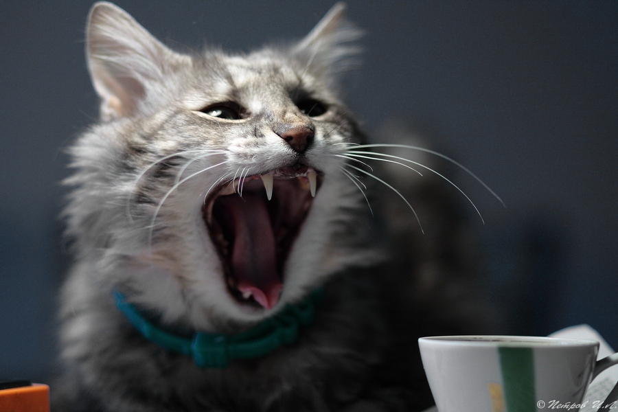 Und wer trank meine Tasse?