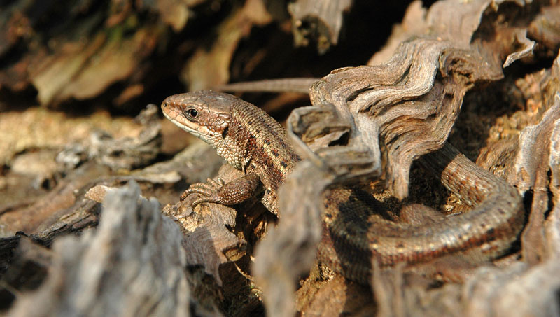 Hier war dache.fotogafiroval