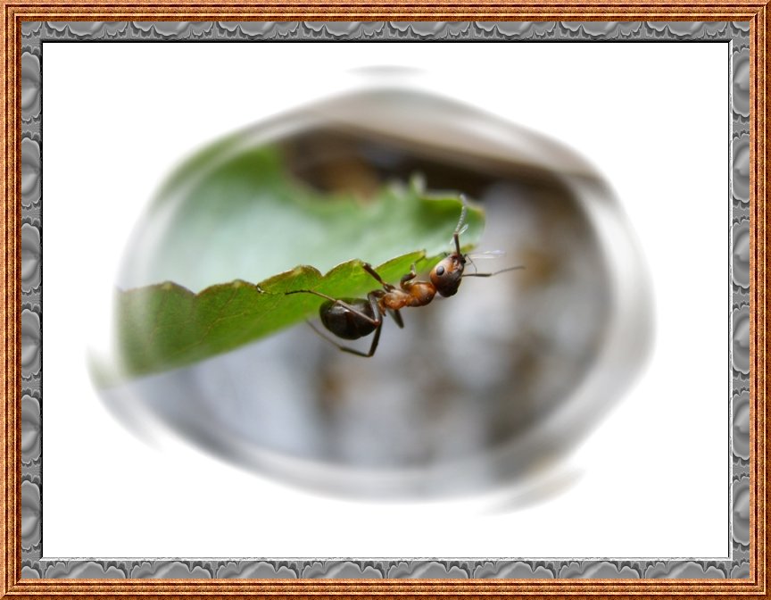 Ameisen vandroўnіk