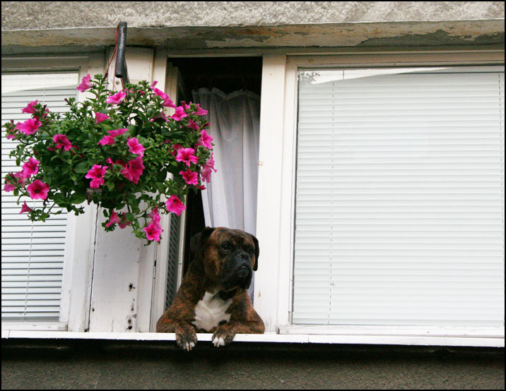 wo bist du, mein Liebling?