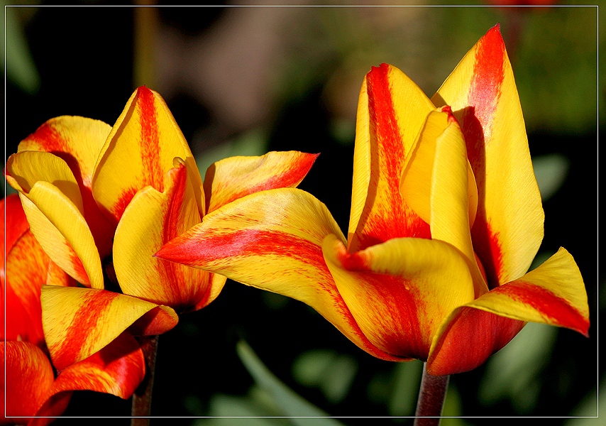 Einfach schöne Blumen