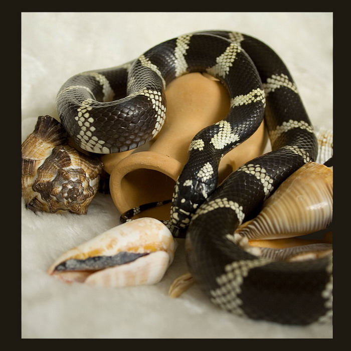 still life with snake