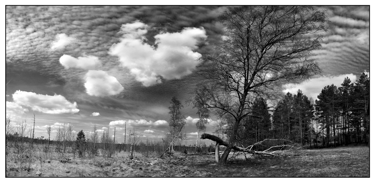 wo Birken rauschen ...