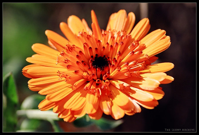 Bright. Natürlich. Summer.