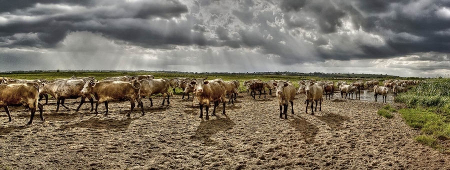 Wenn es nur ein Stier ...