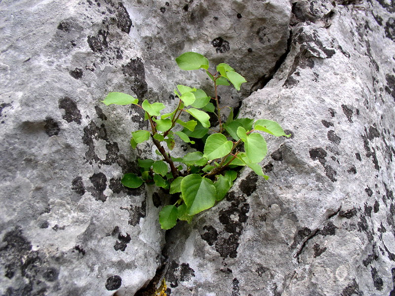 Und auf den Felsen rostut Bäume