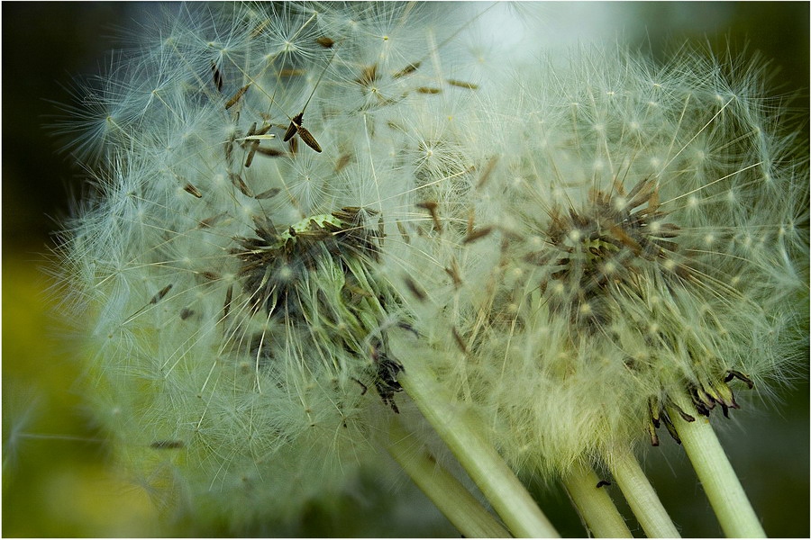 dandelion's delivery