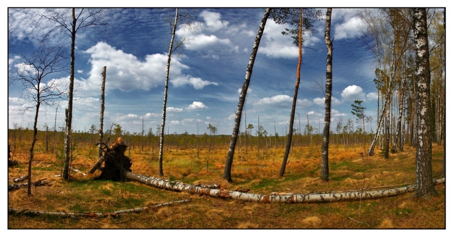 wo Birken rauschen ...