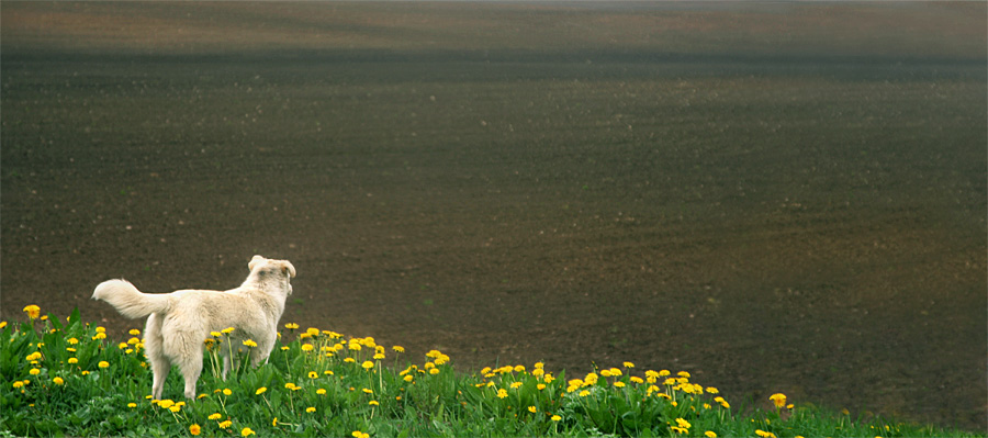 Ich höre eine Stimme aus einem schönen weit