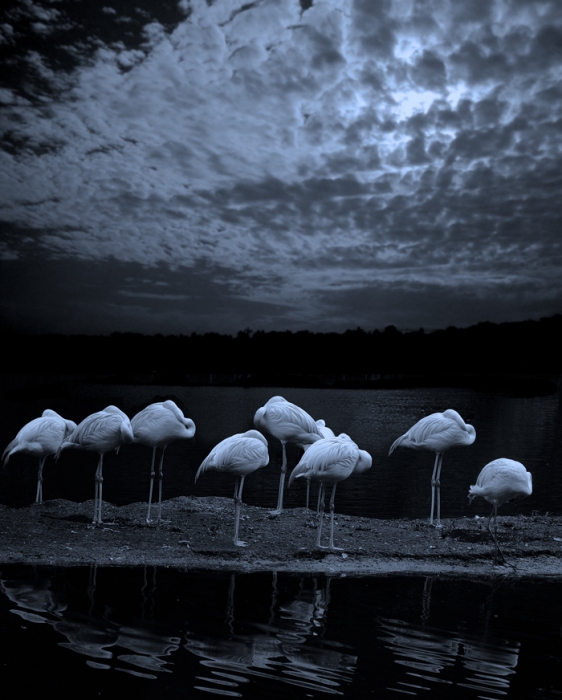 Midsummer Night's Dream