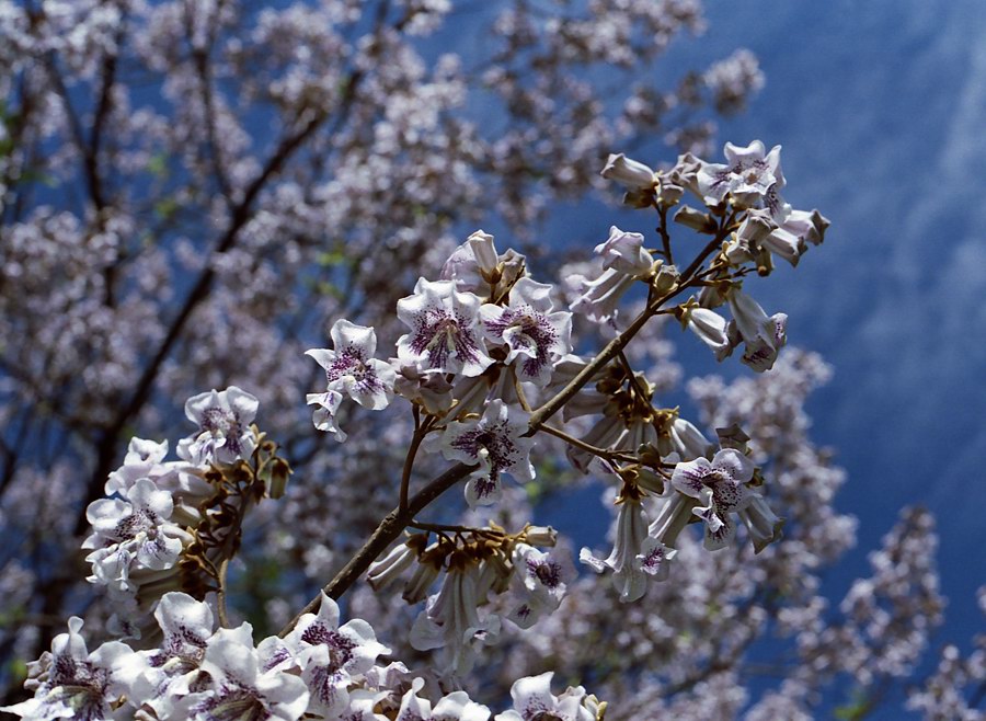 Der Frühling ist dem scheidenden gewidmet