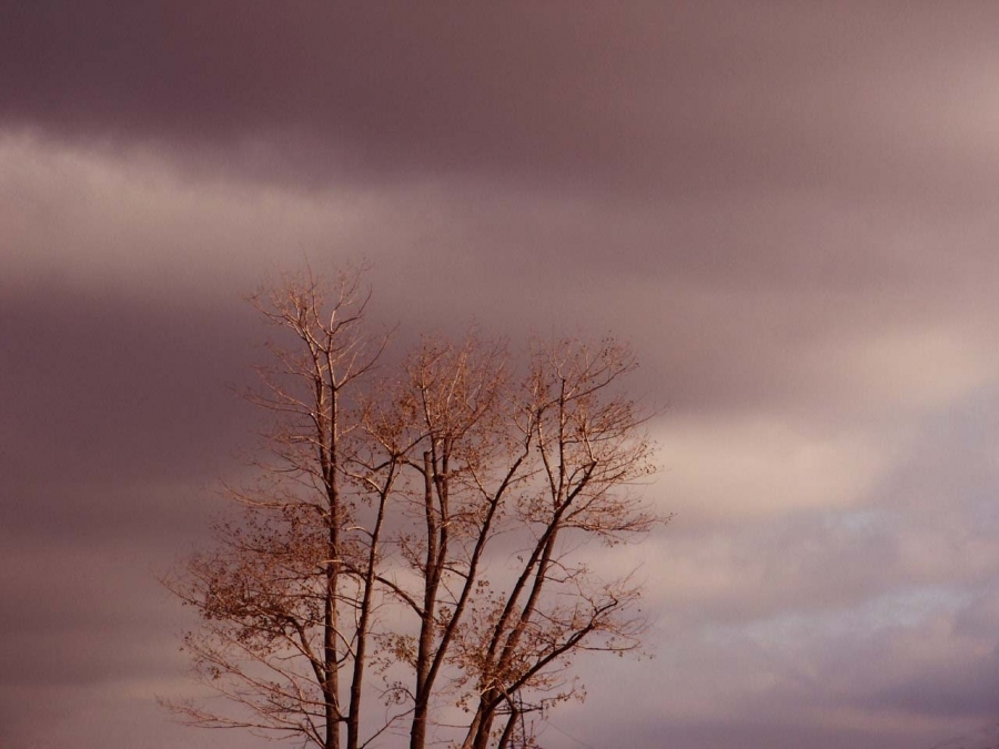 pradchuvanne navalnіtsy