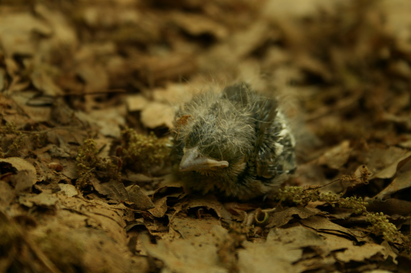 In Erwartung des Todes.