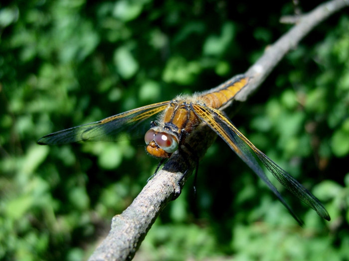 Hubschrauber braucht eine Pause