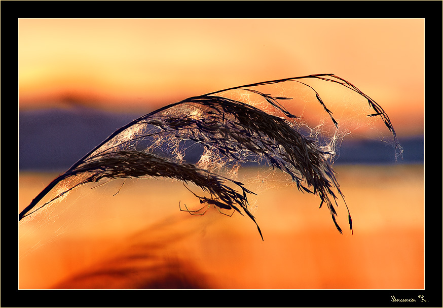 Über Sonnenuntergang, Zuckerrohr und Spinne