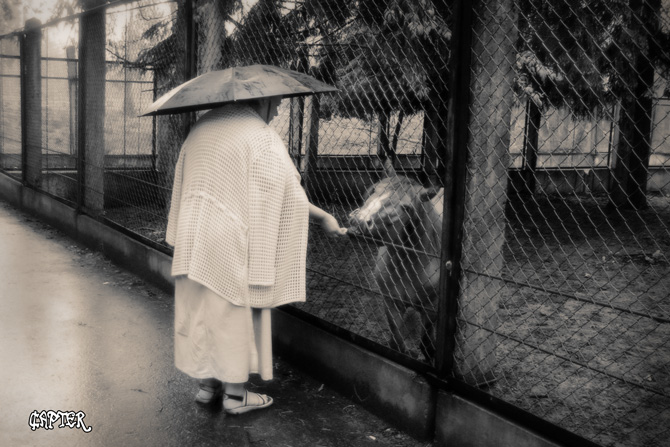 Samurai, der das letzte Stück Kuchen gibt Reis Little Horses
