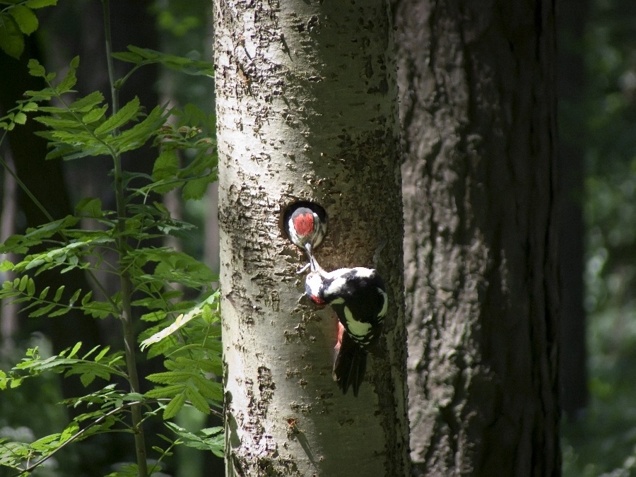 Für Mutter, ein Vater ... Und nicht einmal verbiegen.