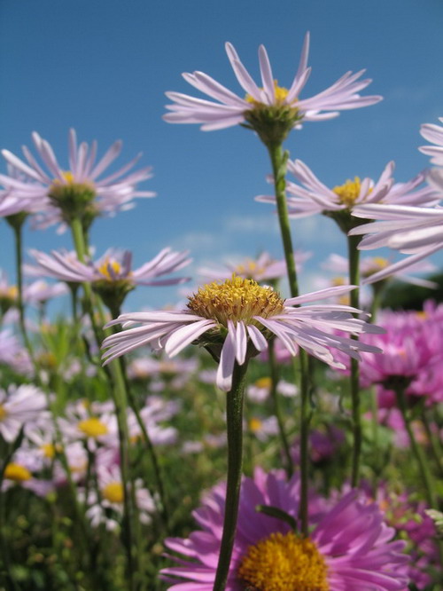 Blütenblätter und Paint