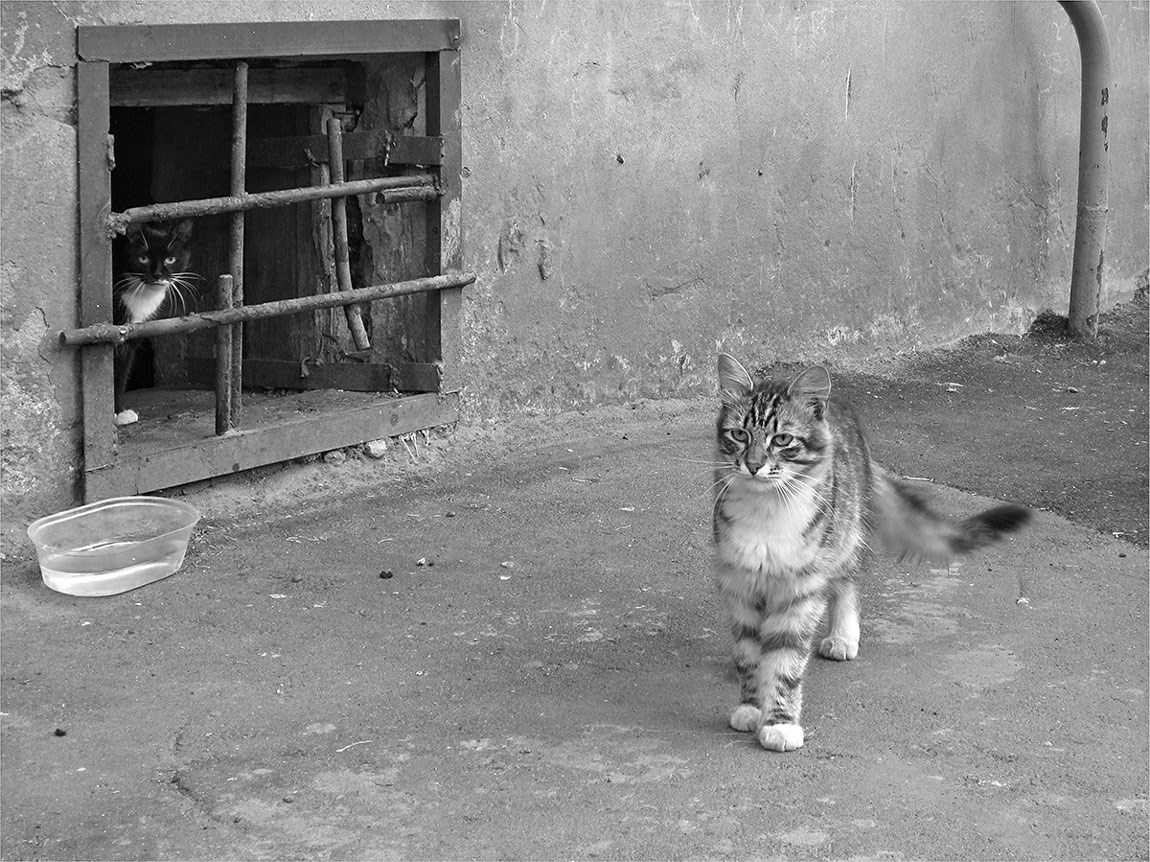 "Carry gleichen unsere Rationen!"