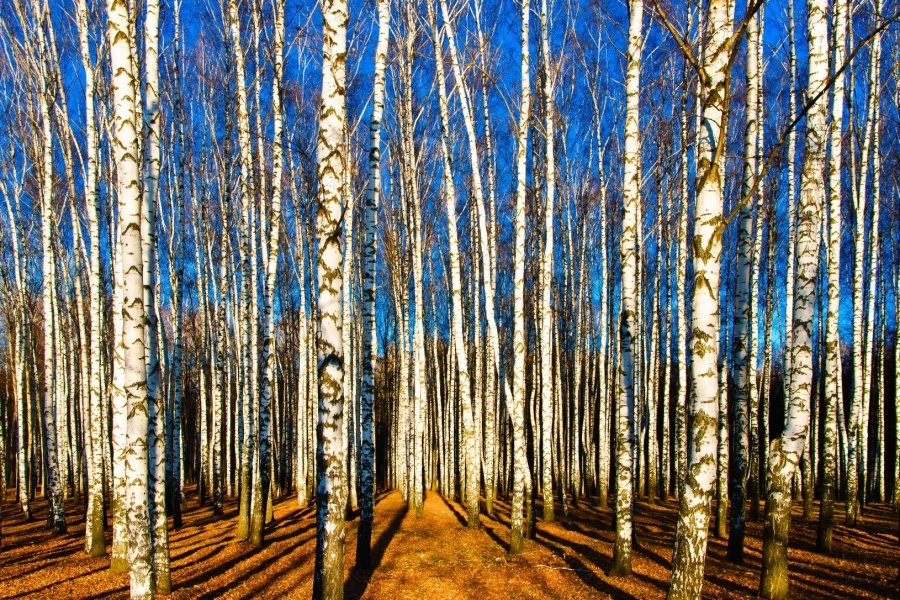 Birch Grove