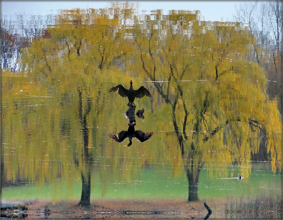 nachdenkliche Vogel Cormoran