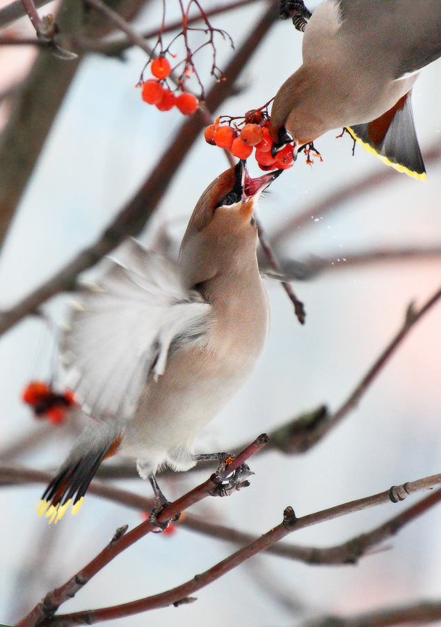 Battle for the harvest