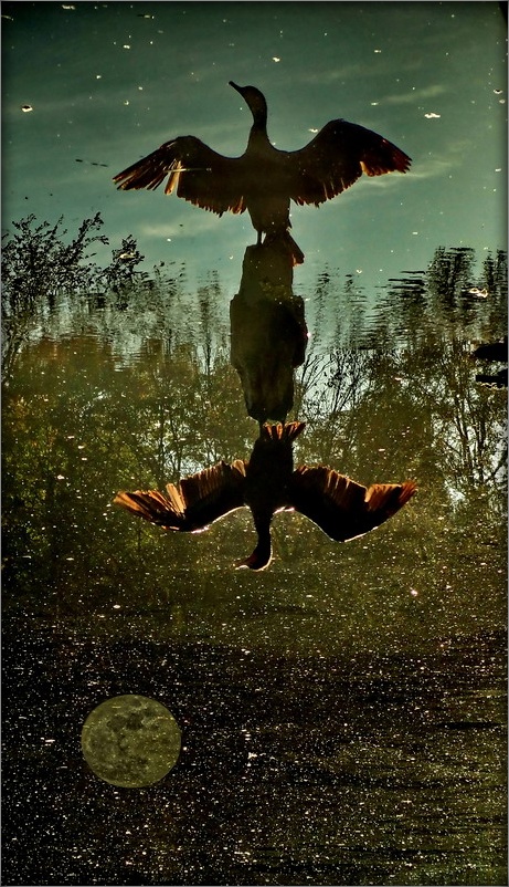 Cormoran Vogel verträumten .. 2