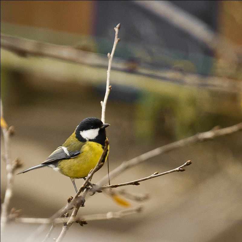 Ptichkin - Sinichkin:)