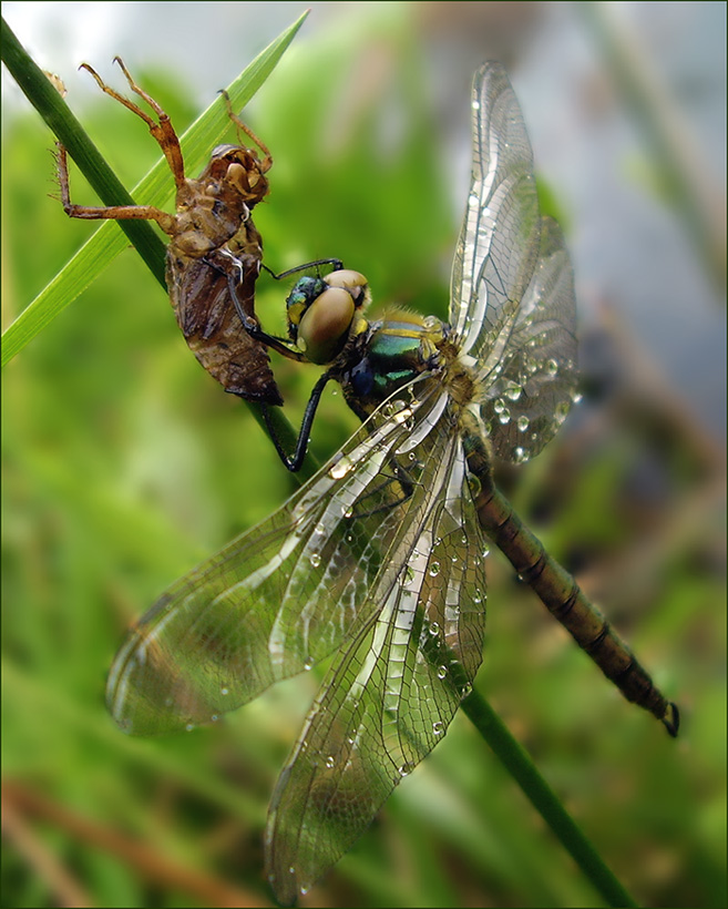 "gutbye" Froschhaut "!"