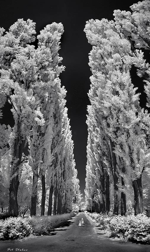 Wenn die Bäume groß