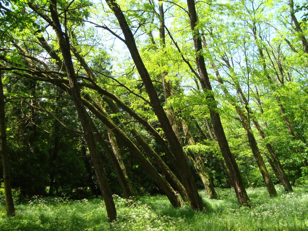 Korporativka gescheitert