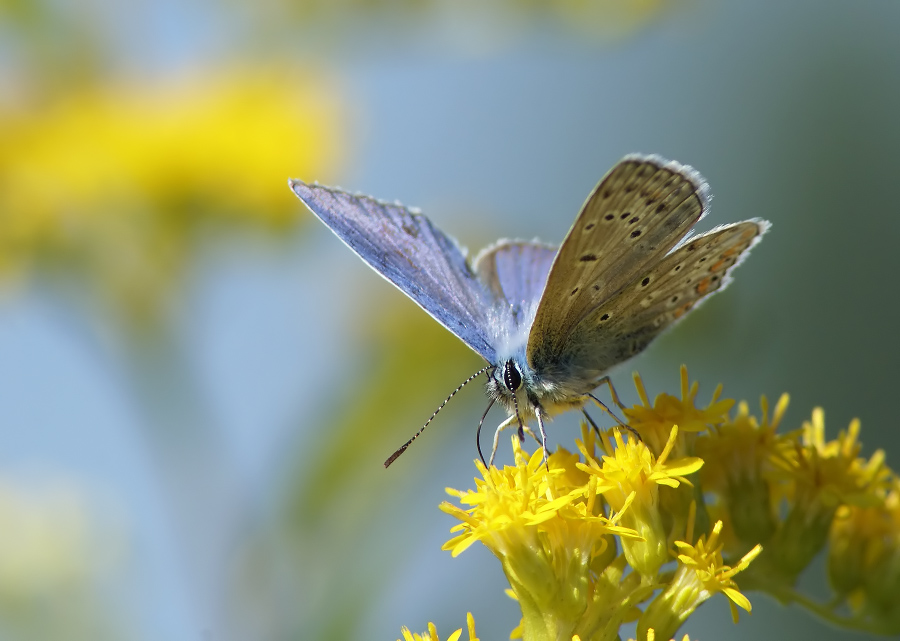 Kupfer-Schmetterling