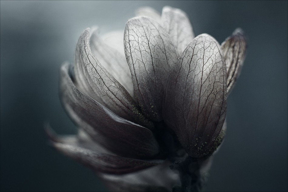 Kalt Herbst Blume ...