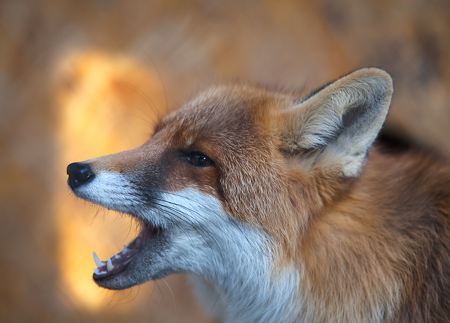 Evening Song of the lonely Fuchs