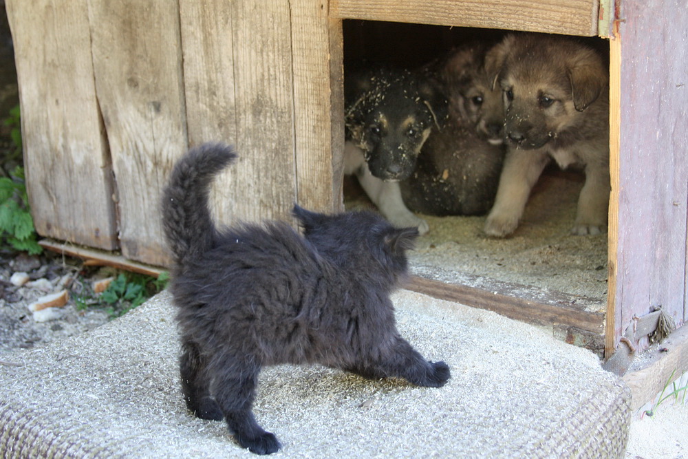 Gotcha ... verabscheuungswürdigen Feiglinge