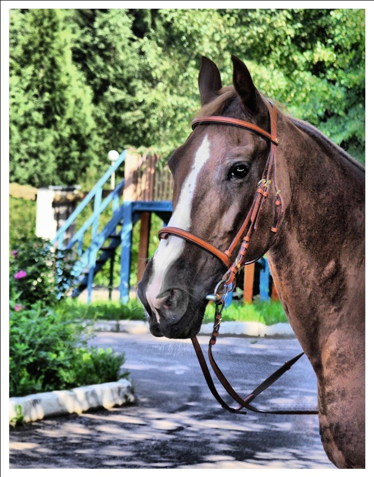 Orlov Trotter Omega.