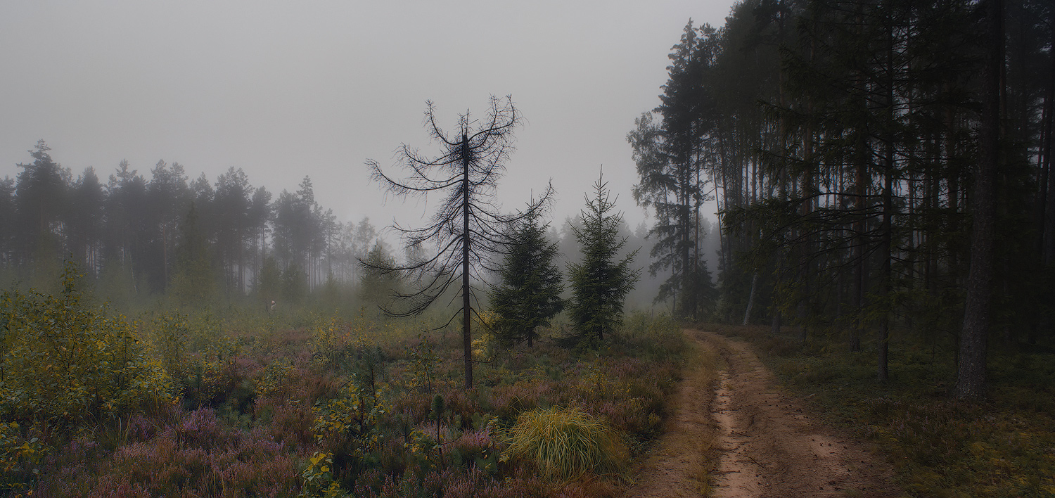 ~Foggy forest~