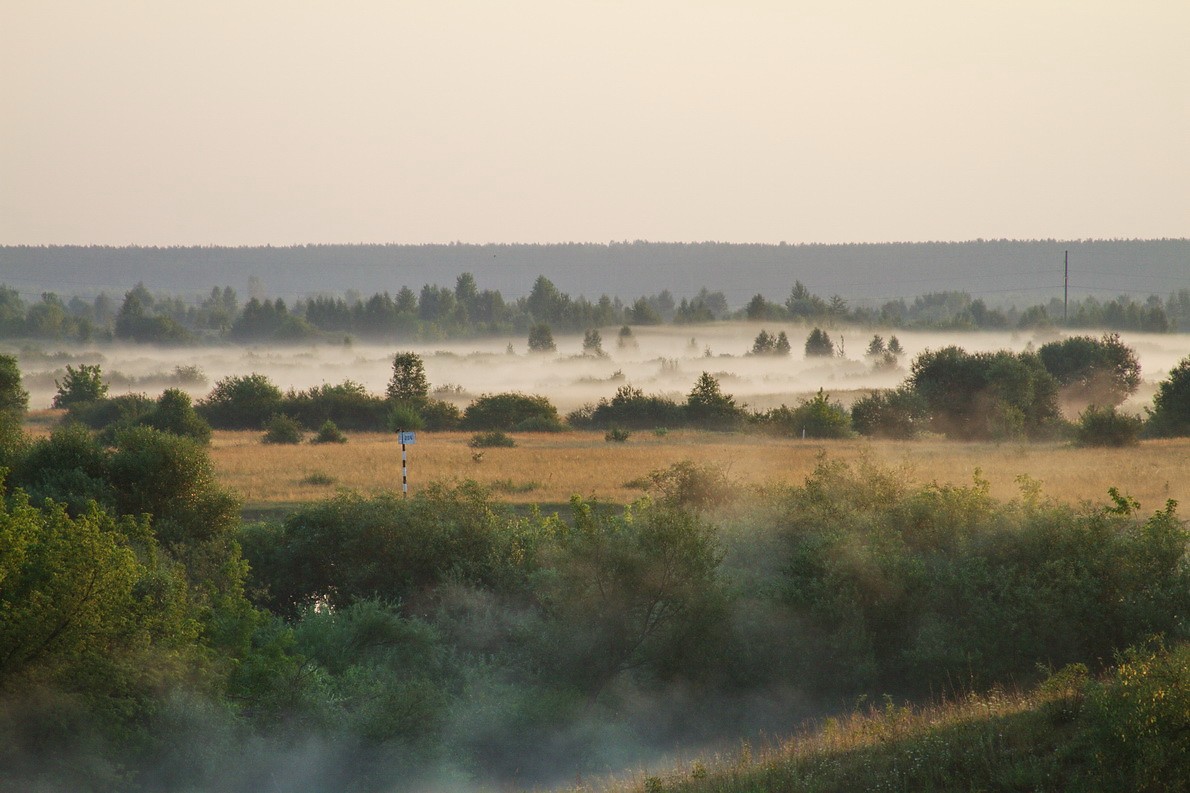Wo - die Igel im Nebel ...