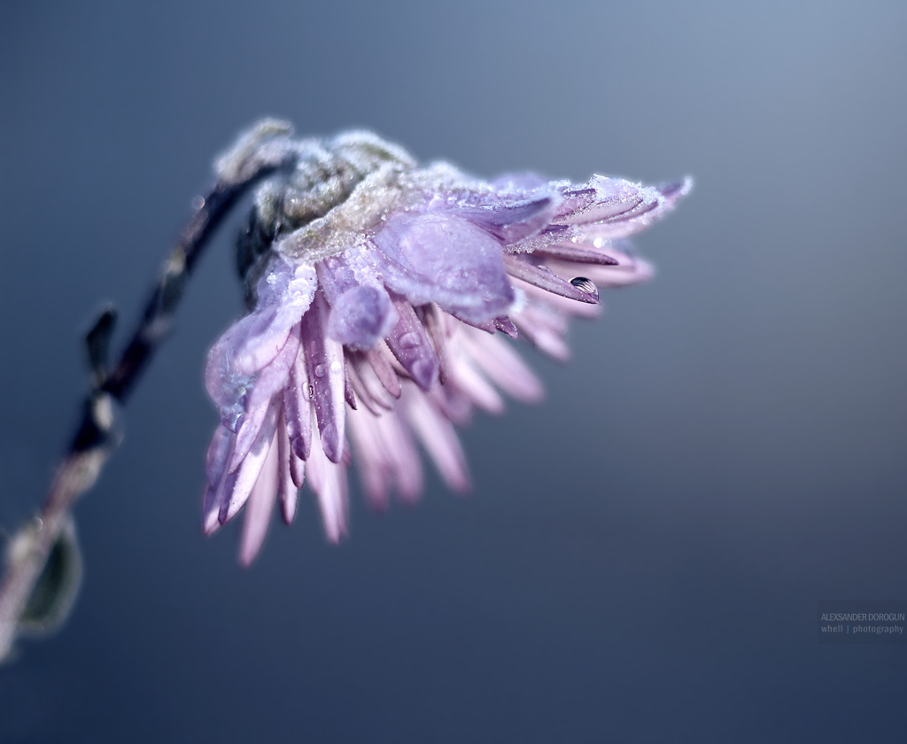 Herbstmorgen Chrysantheme