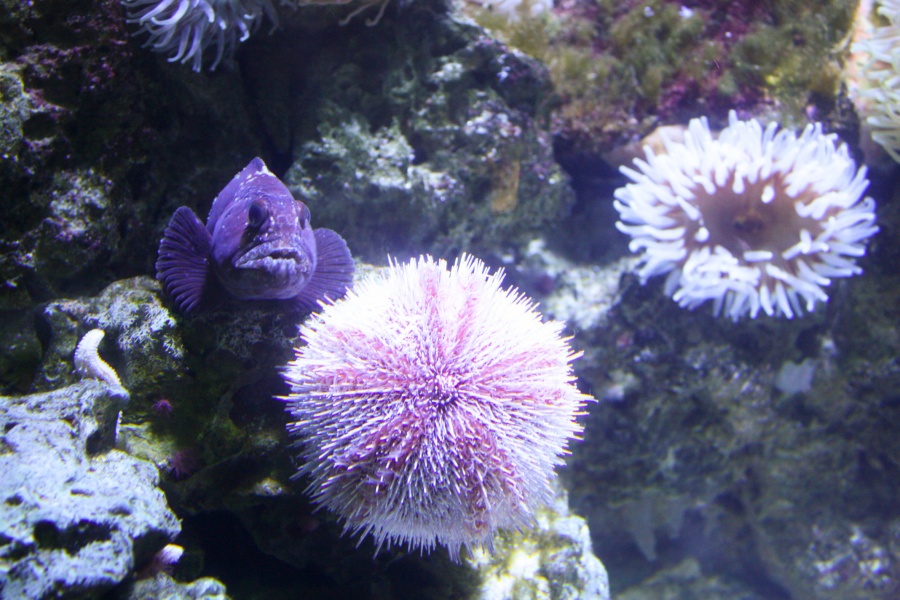 Friede sei mit euch, auf zwei Beinen!