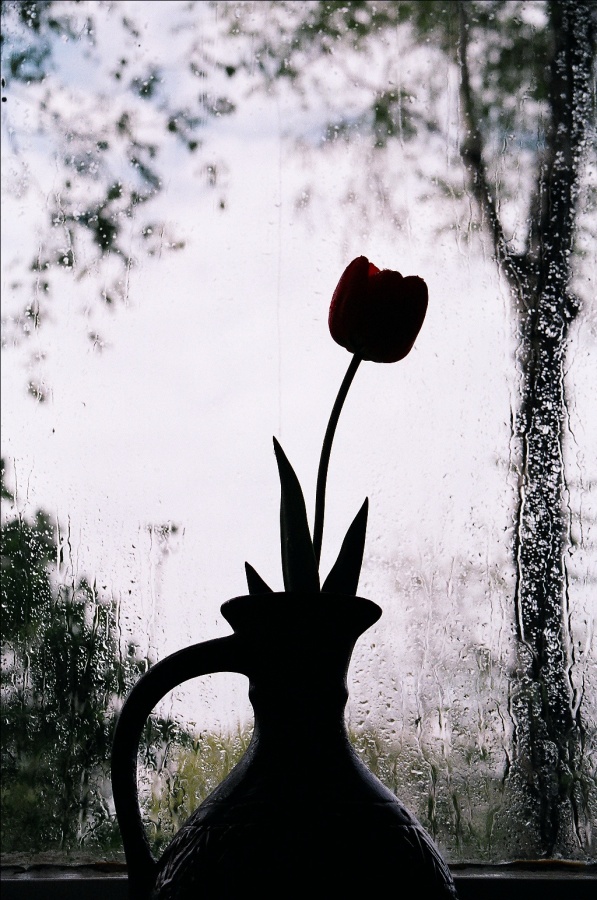 Black Tulip